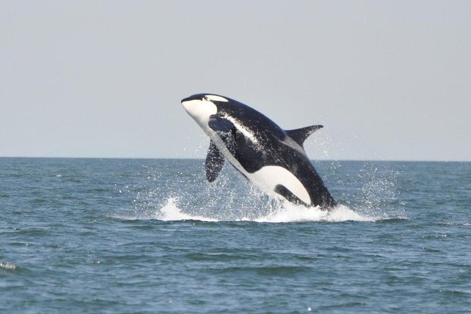 Canada Whale Watching Wildlife Tour