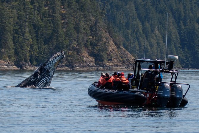 4 Hour Whale Watching Wildlife Tour