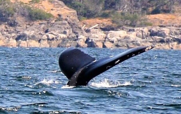 4 hour Zodiac Whale and Wildlife Tour