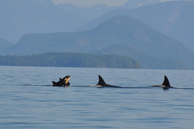 6 hour Zodiac Whale Watching Tour