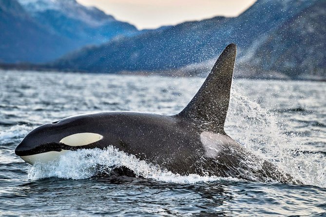 7 hour Canada Whale Watching Tour Paradise