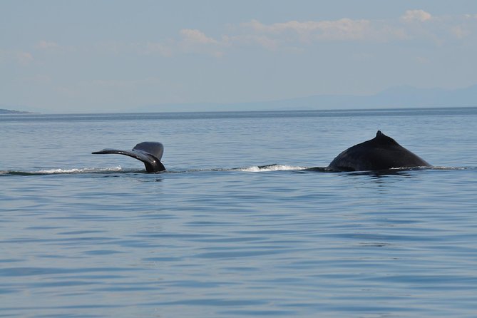 Canada 7-8 Hour Zodiac Whale Watching Tour