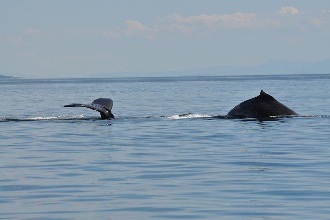 7-8 Hour Zodiac Whale Watching Tour