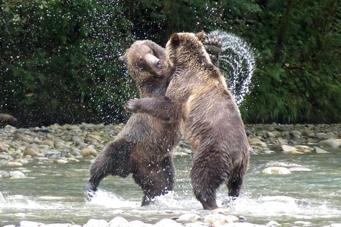 Canada Grizzly Bear Wildlife Expedition Tour