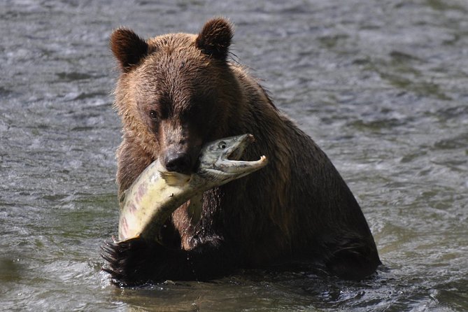 Canada Grizzly Bear Wildlife Tour