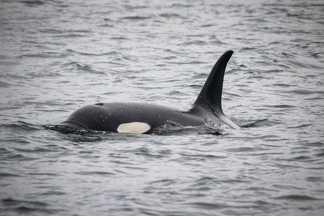 Canada Marine<br>Wildlife Viewing Tour