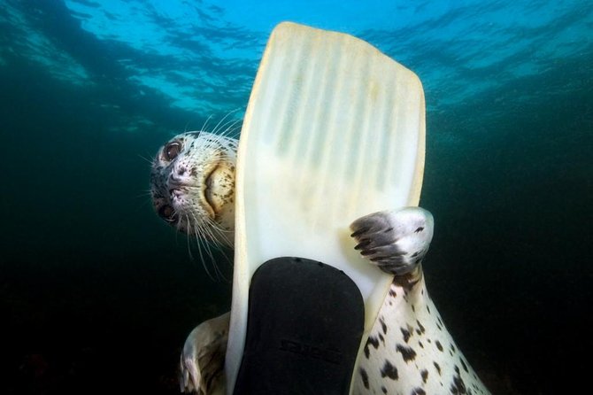 Canada Snorkel and Kayak Near Seals Vancouver Wildlife EcoAdventure