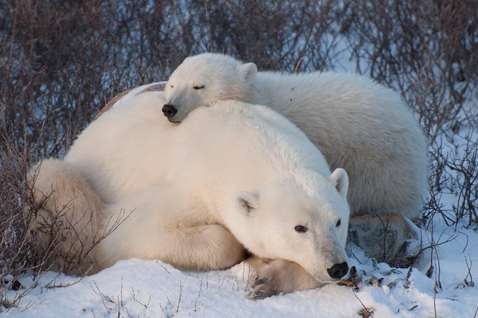 Churchill Polar Bear & Beluga Whale Wildlife Tour Adventure